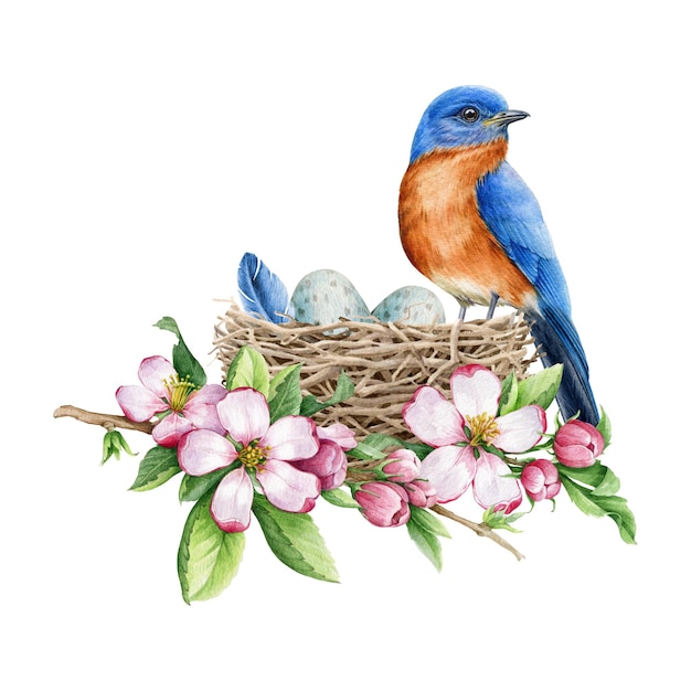 Pájaro azul en los huevos de nido y flores de manzana de primavera Ilustración acuarela