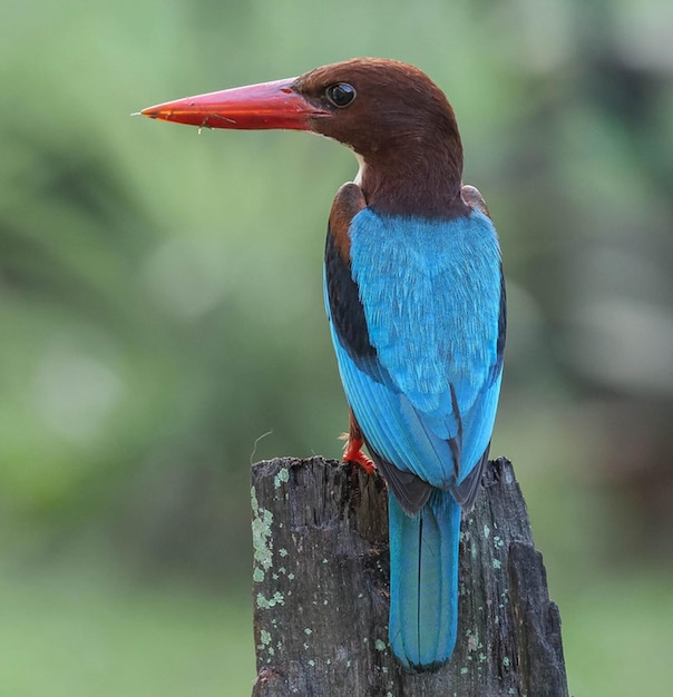un pájaro azul con un pico rojo se sienta en un poste de madera