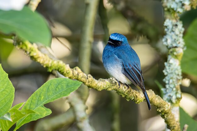 Foto un pájaro azul posado en una rama