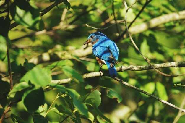 Foto un pájaro azul posado en una rama