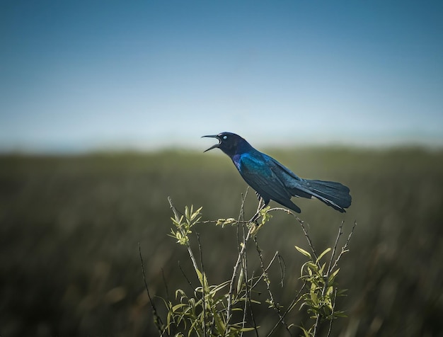 Foto un pájaro azul sentado en la parte superior de una planta en un campo