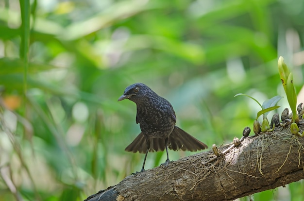 Pájaro azul del silbido que silba (Myophonus caeruleus)