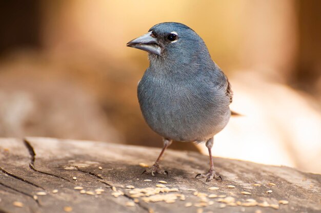 Foto el pájaro azul de tenerife