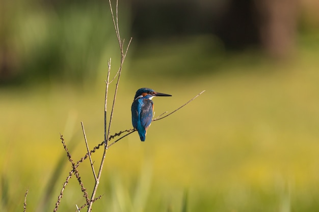 pájaro azul en el tronco durante el día