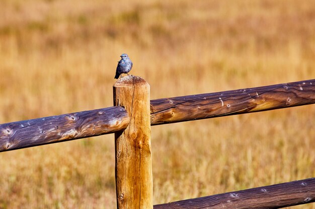 Pájaro azul en la valla de madera en el desierto