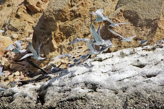 El pájaro en la bahía de Shuab en la isla de Socotra Océano Índico Yemen