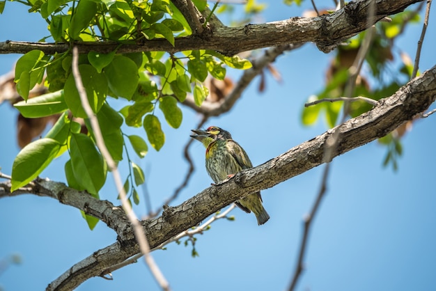 Pájaro (Barbet calderero, Barbet de pecho carmesí, Calderero, Megalaima haemacephala)