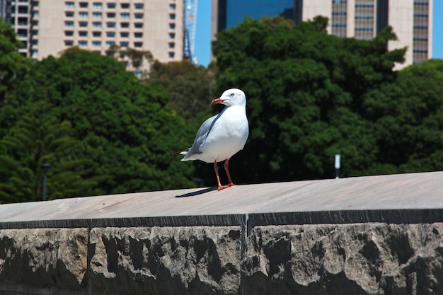 Pájaro en Bay Harbour en el corazón de Sydney, Australia