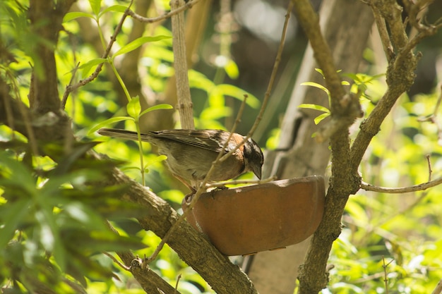 pájaro bebiendo agua