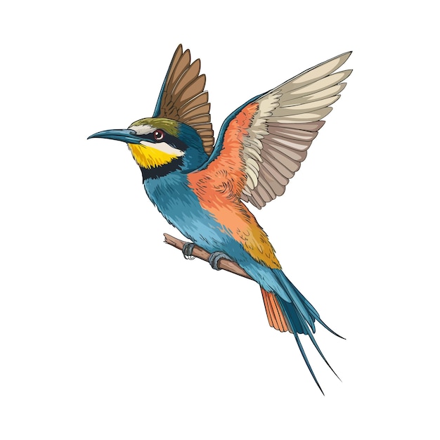 Un pájaro beeeater con un fondo blanco
