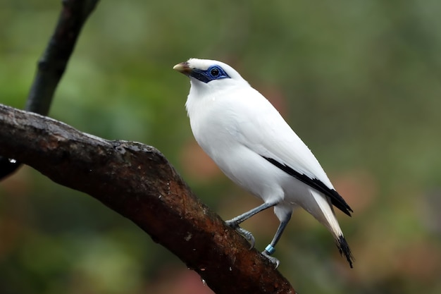 pájaro blanco en el árbol