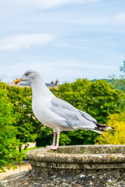 pájaro blanco con árboles y cielo