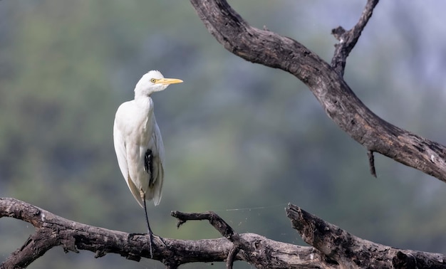 Un pájaro blanco con una cola larga se sienta en una rama.