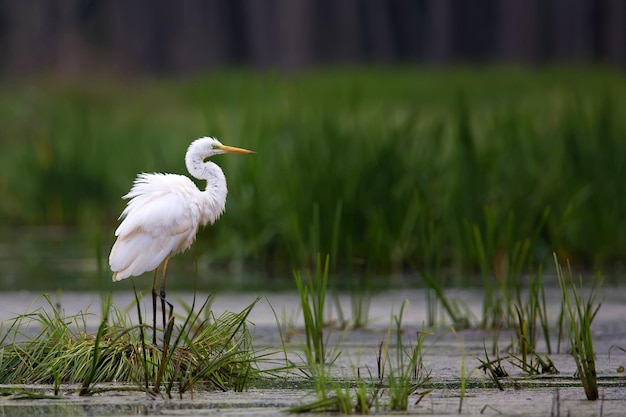 Un pájaro blanco se encuentra en un pantano con el agua al fondo.