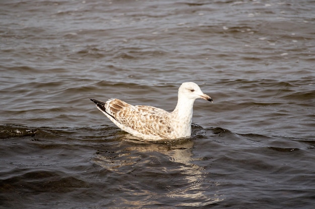 Foto un pájaro blanco está nadando en el agua.