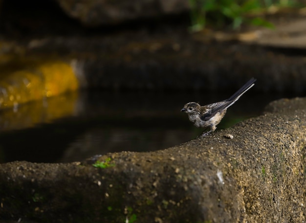 Pájaro blanco y negro en una fuente