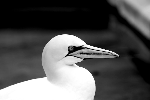 Un pájaro blanco con un ojo negro y una cabeza blanca y negra.