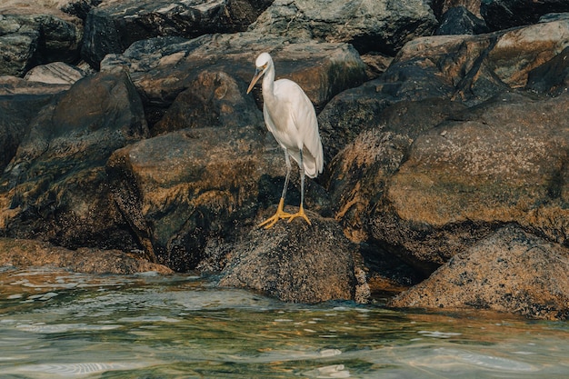 Un pájaro blanco con patas amarillas se alza sobre una roca frente al agua.