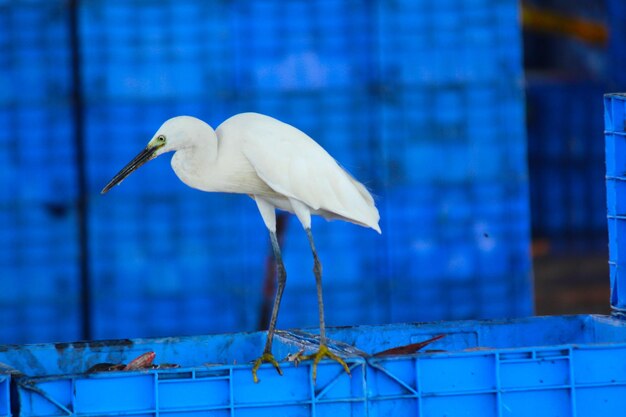 Foto un pájaro blanco sentado