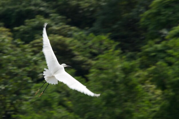 Foto un pájaro blanco volando contra los árboles.