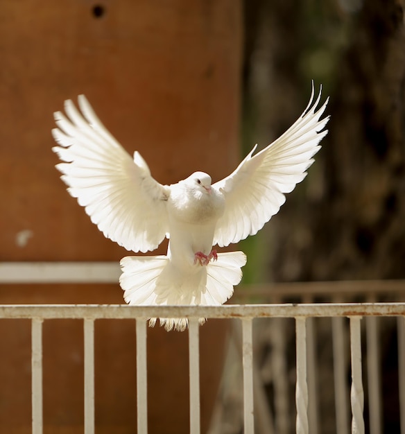 Un pájaro blanco volando contra la pared.