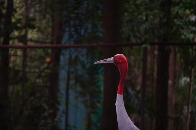 Foto un pájaro en un bosque