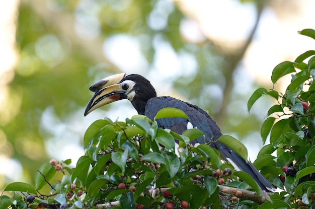 Pájaro en bosque