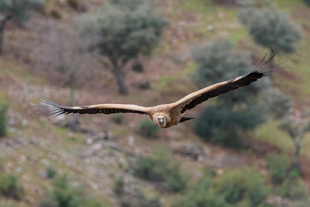 Pájaro buitre leonado en vuelo