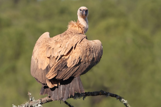 Pájaro buitre leonado