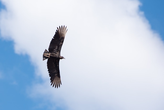 Pájaro buitre volando en el cielo azul