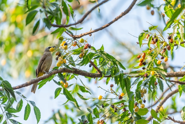 Pájaro (Bulbul Amarillo-ventilado) en el árbol en la naturaleza salvaje