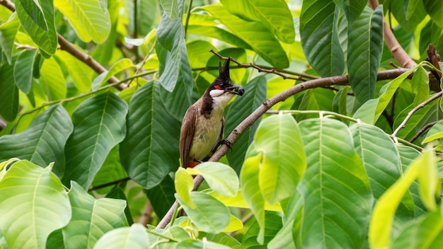 Pájaro bulbul de bigotes rojos en el árbol