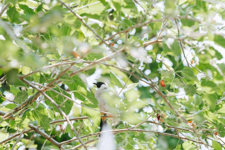 El pájaro Bulbul de cabeza de hollín es miembro de la familia Pycnonotidae que se sienta en el árbol