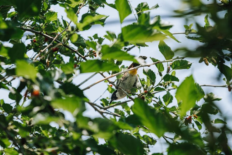 El pájaro Bulbul de cabeza de hollín es miembro de la familia Pycnonotidae que se sienta en el árbol
