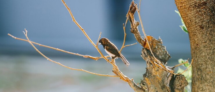 El pájaro Bulbul de cabeza de hollín es miembro de la familia Pycnonotidae que se sienta en el árbol