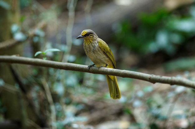 Pájaro de Bulbul raya-garganta, de pie sobre una rama en la naturaleza