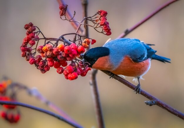 El pájaro bullfinch se sienta en una rama de una ceniza de montaña roja y arranca bayas de rowan de ella