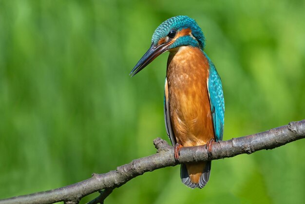 Foto un pájaro con una cabeza azul y un fondo verde