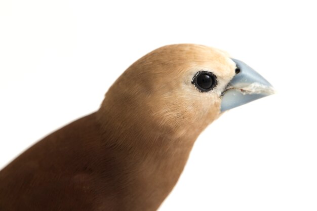 Pájaro de cabeza blanca munia pinzón aislado