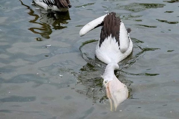 Un pájaro con la cabeza boca abajo en el agua.