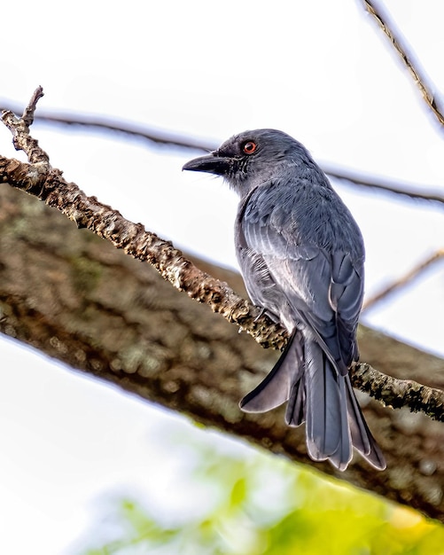 Foto un pájaro con cabeza negra y plumas grises se sienta en una rama