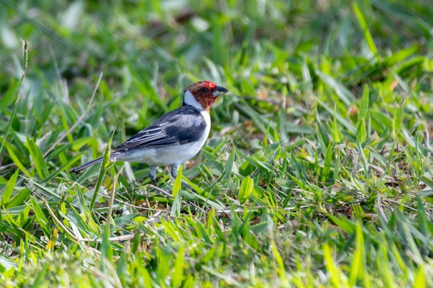 Un pájaro con la cabeza roja se sienta en una rama.