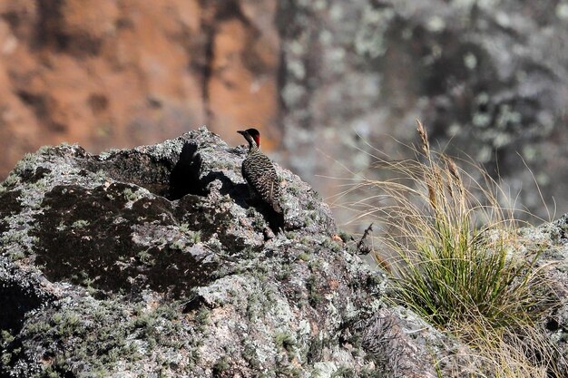 Foto un pájaro con la cabeza roja se sienta en una roca.