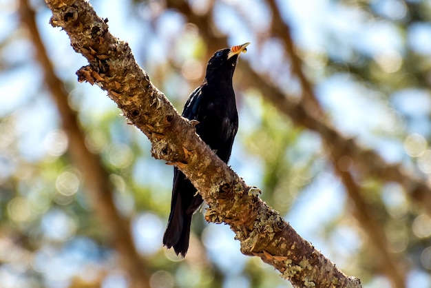 Pájaro cacique de rabadilla roja en la rama de un árbol en Brasil comiendo un insecto con enfoque selectivo