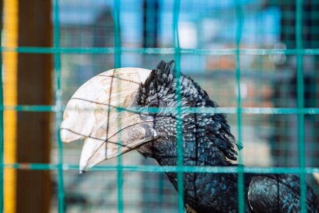 Pájaro cálao en la vida del zoológico bajo custodia