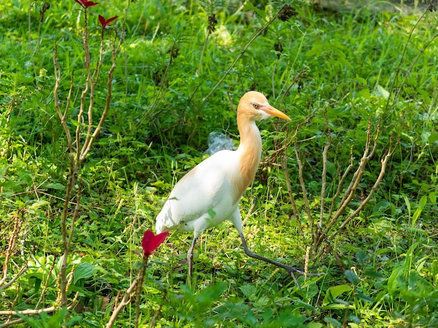 pájaro caminando en el zoológico