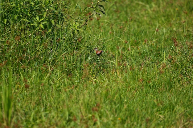 un pájaro en un campo de hierba con un pico rojo.