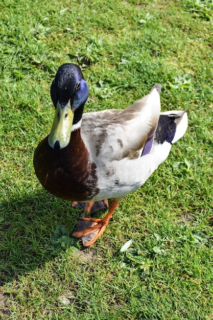 Un pájaro en un campo de hierba