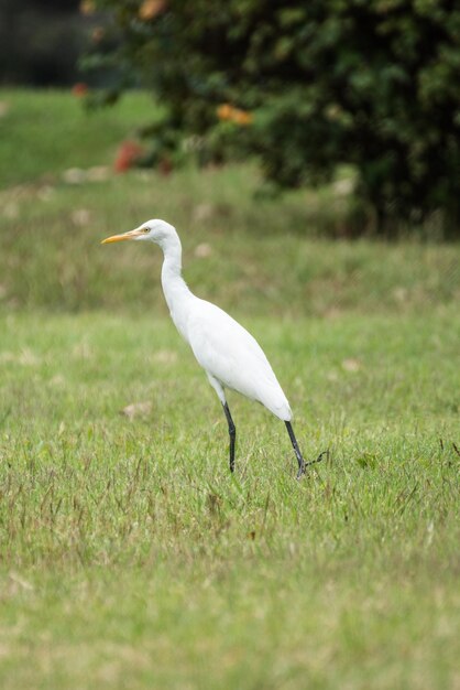 Foto un pájaro en un campo de hierba