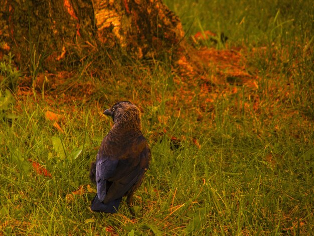 Foto pájaro en el campo